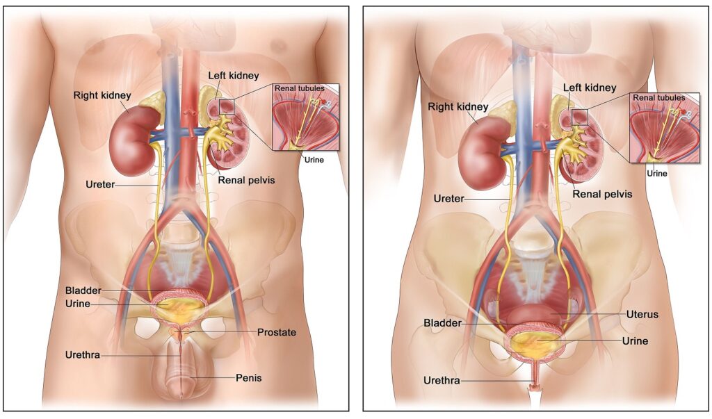Kidney & Bladder Tumors