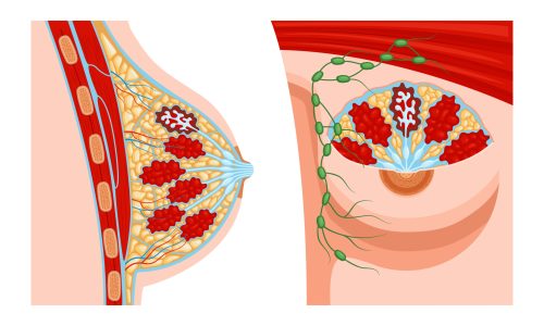 Realistic female breast anatomy set with two views of anatomic structure with profile views of veins vector illustration SSUCv3H4sIAAAAAAACA01Ry2oDMQz8FaPz0rT0tvfQUggNyTH0oLW1iRqvHWx5tyHsv1fOo/RiJGs0Mx5foMPMFtoLsPclS0LhGKB9aYAcS0yMHtrnuYEsKCVTVqx2FoX2Or32D5Ldpd5DC1vLFCyBbpVO+xVnS95joFgyzM0D907o5WAx0WKlcla1Hiuf3TdZUfBXA7hXtnMVVuVEnvDqY6ej4ySUhrupkR3FW4nFcS1hjMqq89dqWh8Yh3q7T3g6sE08Uqq9o2y1gI0a4ixsTU8DejJdUjExGFA3zyaTmInlYGSKZmSason9fapLml+xUhLdQKcUe1aSP+BIHLKeVoM1/wN/MktNGzsFL9dbJXRmQ8GRooL5WL+ZPqZBI2tAfmpw0NwTvHHlhSMbK9VYQ49H/cB5nn8BTx90mt4BAAA=