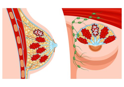 Realistic female breast anatomy set with two views of anatomic structure with profile views of veins vector illustration SSUCv3H4sIAAAAAAACA01Ry2oDMQz8FaPz0rT0tvfQUggNyTH0oLW1iRqvHWx5tyHsv1fOo/RiJGs0Mx5foMPMFtoLsPclS0LhGKB9aYAcS0yMHtrnuYEsKCVTVqx2FoX2Or32D5Ldpd5DC1vLFCyBbpVO+xVnS95joFgyzM0D907o5WAx0WKlcla1Hiuf3TdZUfBXA7hXtnMVVuVEnvDqY6ej4ySUhrupkR3FW4nFcS1hjMqq89dqWh8Yh3q7T3g6sE08Uqq9o2y1gI0a4ixsTU8DejJdUjExGFA3zyaTmInlYGSKZmSason9fapLml+xUhLdQKcUe1aSP+BIHLKeVoM1/wN/MktNGzsFL9dbJXRmQ8GRooL5WL+ZPqZBI2tAfmpw0NwTvHHlhSMbK9VYQ49H/cB5nn8BTx90mt4BAAA=